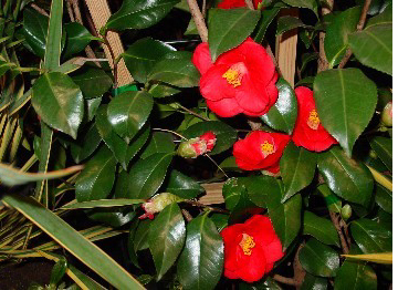 Wind Chime Nursery in the Winston Salem NC area sells trees and shrubs and provides free landscaping advice to help you arrange your new plants so that they will make your landscaping project beautiful.