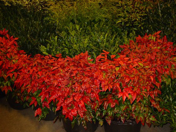 Wind Chime Nursery in the Winston Salem NC area sells flowers, plants, trees and shrubs and provides free landscaping advice to help you arrange your new plants so that they will make your landscaping project beautiful.