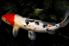 We build landscaped ponds and waterfalls and stock and sell Koi fish