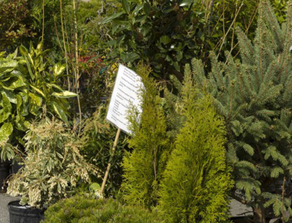 Credit: Journal Photo By David Rolfe - A selection of plants were for sale at the Wind Chimes Nursery in the new Hanes Mall farmers market in Winston-Salem, NC, Mon., Mar. 14, 2011.