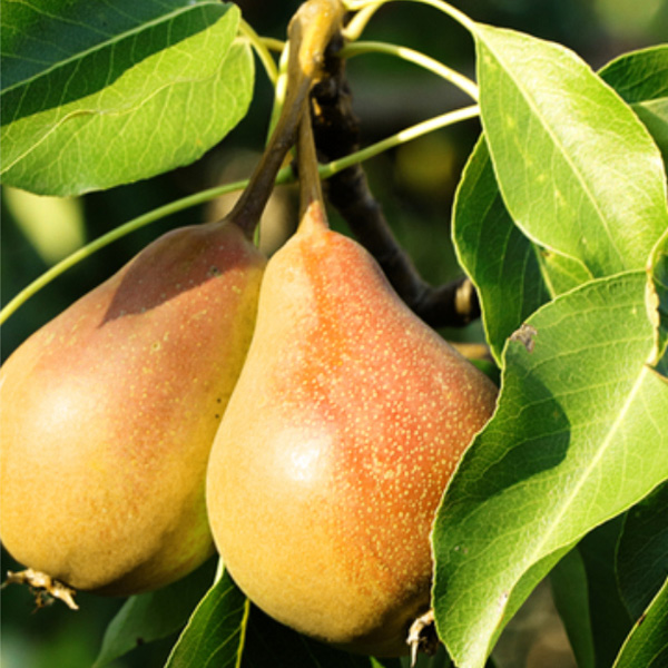 Plant Pear Trees