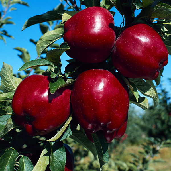 Plant Apple Trees