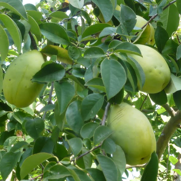 Plant PawPaw Trees