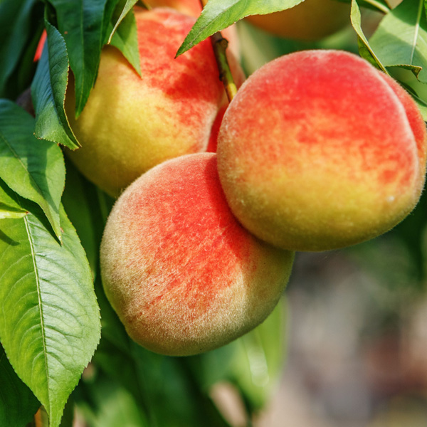 Plant Peach Trees