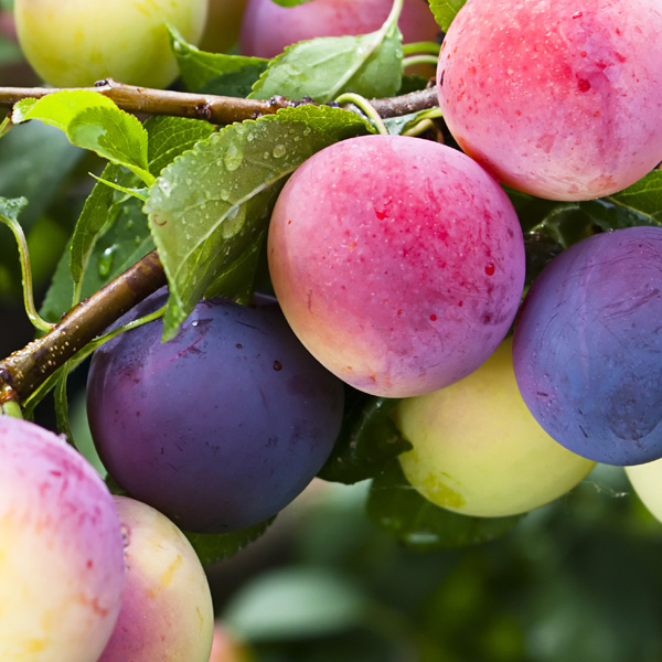 Plant Plum Trees