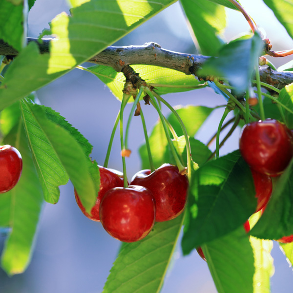 Plant Cherry Trees