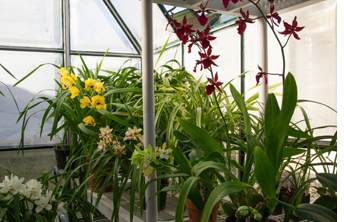 Wind Chime nursery sells greenhouses