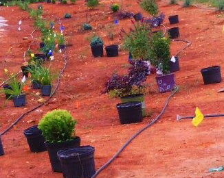 Wind Chime Nursery - Photo Gallery of Hardscapes, Landscaping & Our Nursery