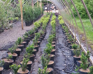 Wind Chime Nursery - Photo Gallery of Hardscapes, Landscaping & Our Nursery