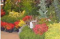 Wind Chime Nursery has a wide variety of plants, trees and shrubs